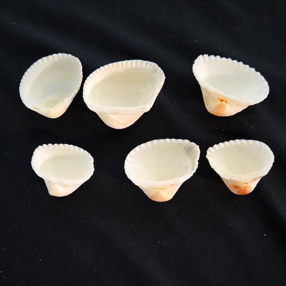 6 Shells